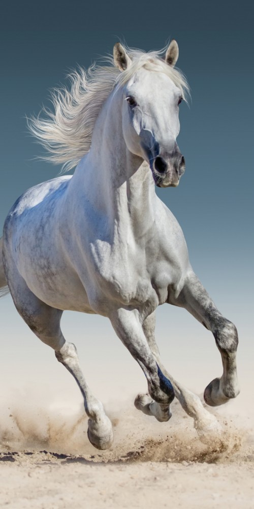 Horses bath towel, beach towel 70*140cm