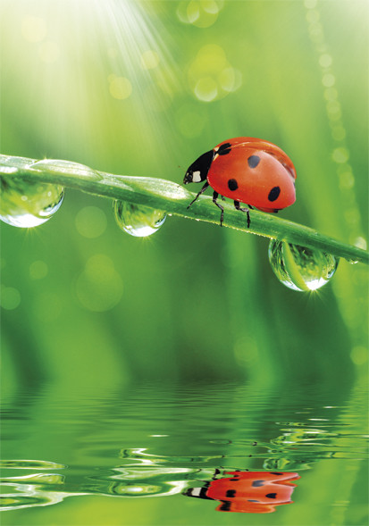 Colour Ladybug Nature A/4 elastic folder